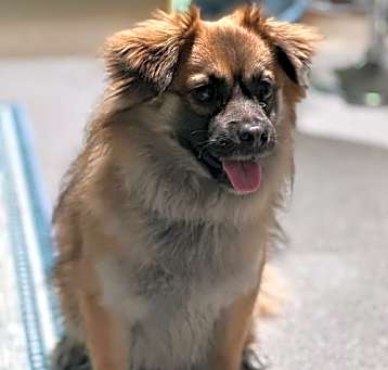 Photo of Louie available foster to adopt