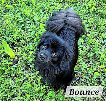 Photo of Bounce