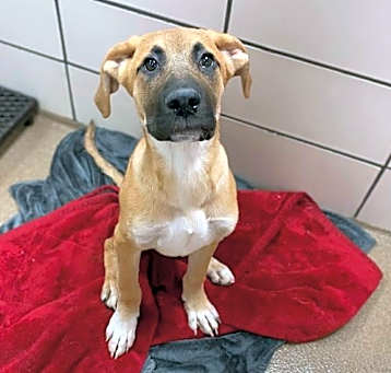 Photo of SCRAPPY-DOO