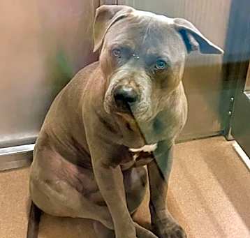 Photo of Thor