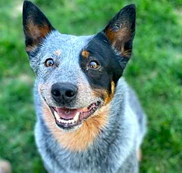 Photo of Cosmo