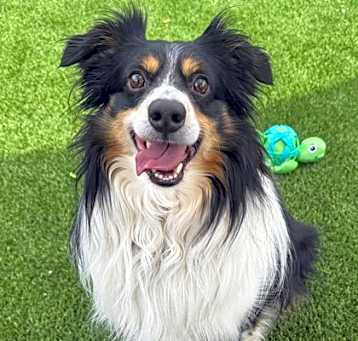 Photo of Bash