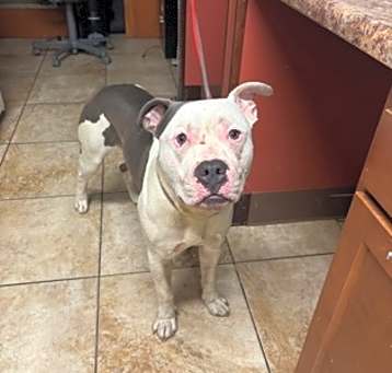Photo of Tango