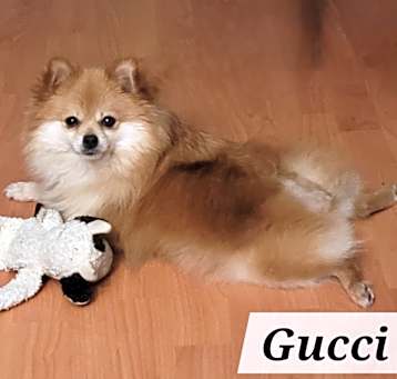 Photo of Gucci