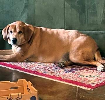 Photo of Gunner