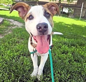 Photo of Rufus