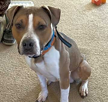 Photo of Bullet