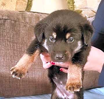 Photo of Rocky