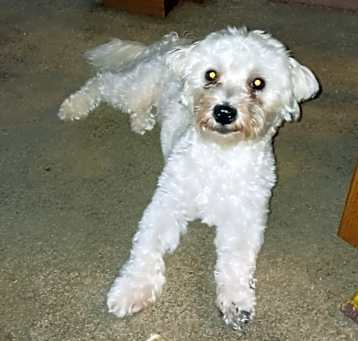 Photo of Sweeti Pie