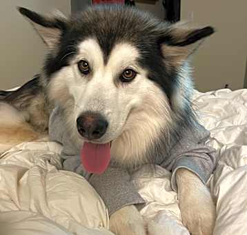 Photo of Loki