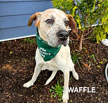 Photo of Waffle