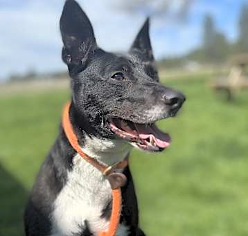 Photo of Sherlock