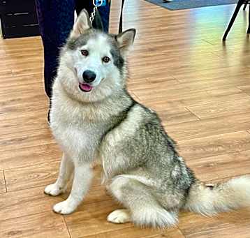 Photo of Lobo