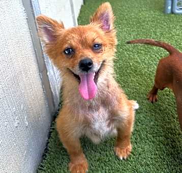 Photo of Peach 9163