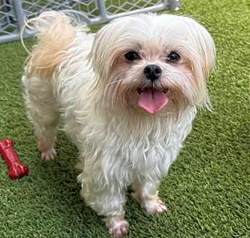 Photo of Bebe 7295
