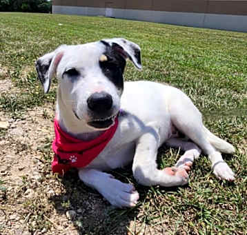 Photo of Cinder CI