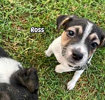 Photo of Ross