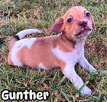 Photo of Gunther