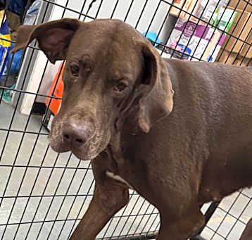 Photo of Bronson