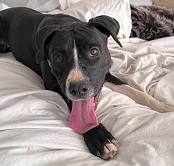 Photo of Zoey - Dog Friendly, Leash Trained!