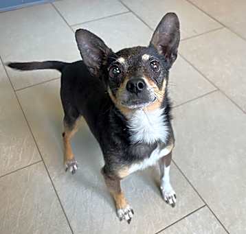 Photo of Rocco