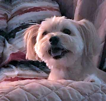 Photo of Teddy