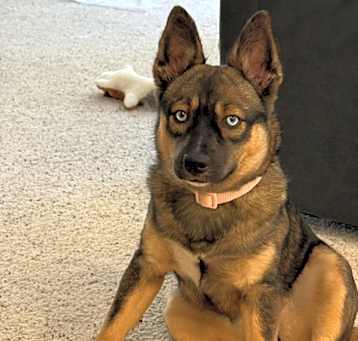 Photo of Luna