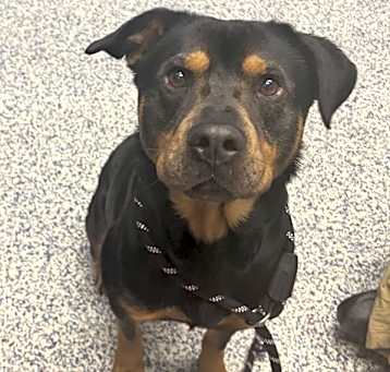 Photo of Jax