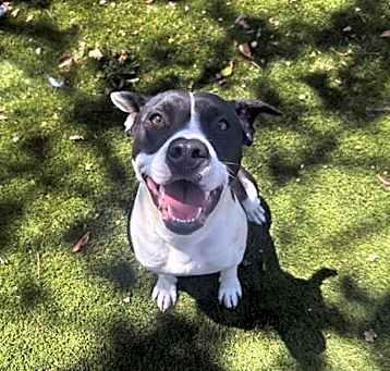 Photo of OREO