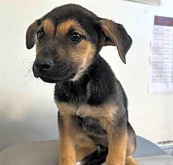 Photo of SIENNA