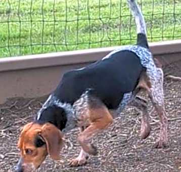 Photo of Wrangler