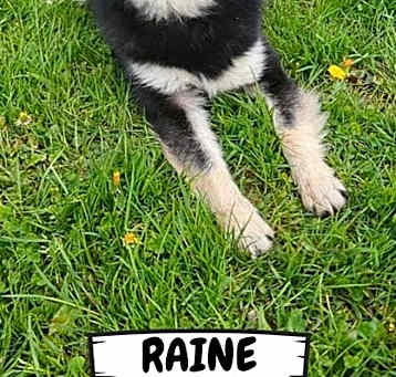 Photo of Raine