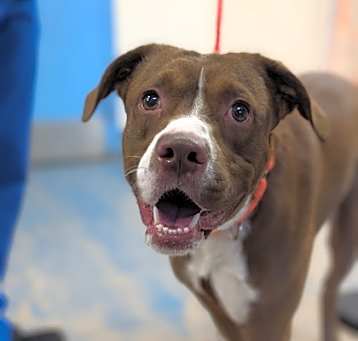Photo of Stray/S Harrison St/Avail 5/13
