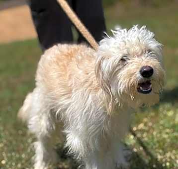 Photo of Curly