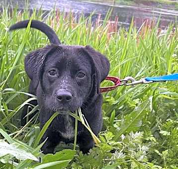 Photo of Aggie ~ meet me!