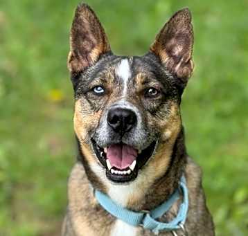 Photo of Maverick