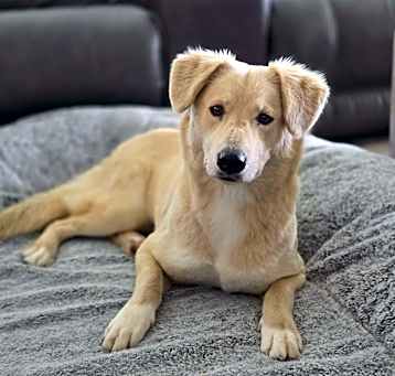 Photo of Pancake
