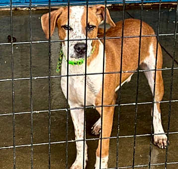 Photo of Shaggy