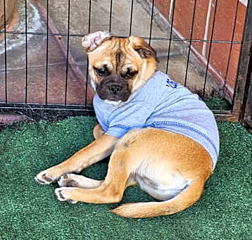Photo of Barney