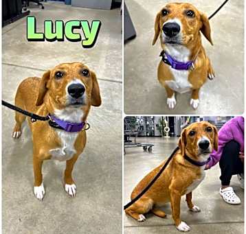 Photo of Lucy