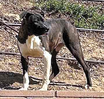 Photo of FLETCH