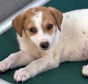 Photo of Buttercup