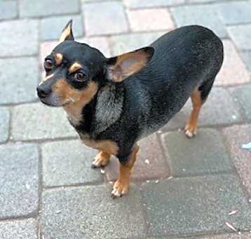 Photo of Missy