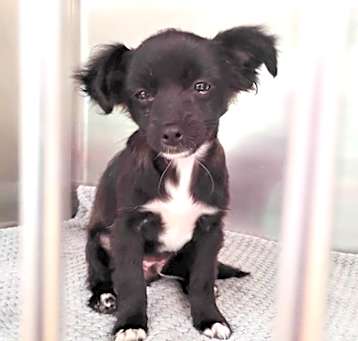 Photo of ROCKET (Puppy)