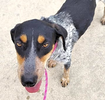 Photo of Beau
