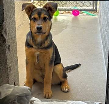 Photo of Cola