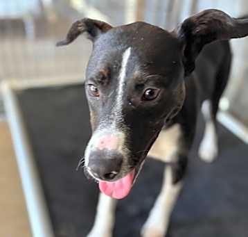 Photo of Obie