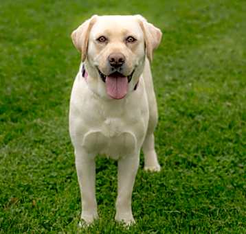 Photo of Tulip