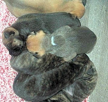 Photo of Cruiser