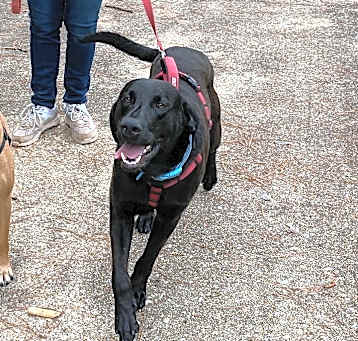 Photo of Buddy
